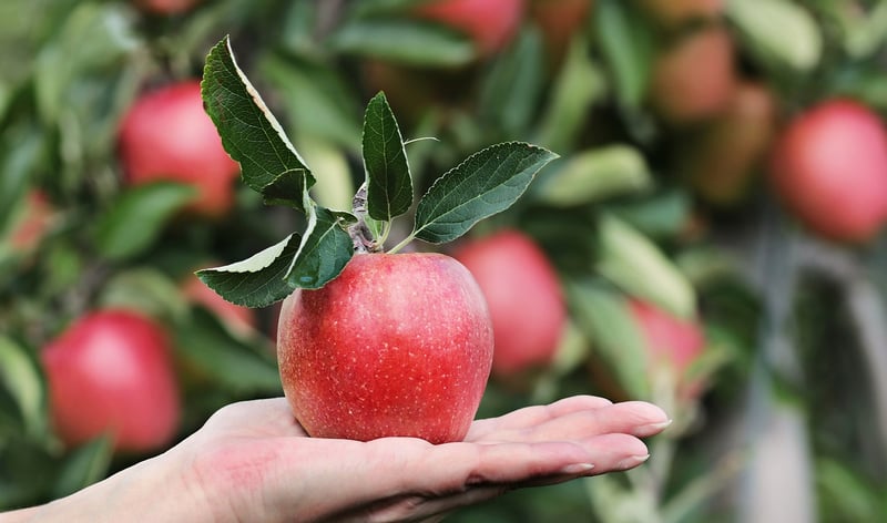 Fruit Trees in Cities