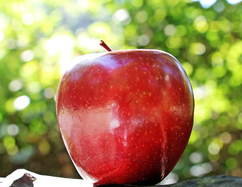 Apple tree