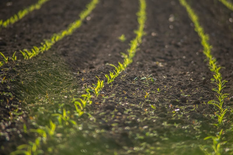 Soil Selection